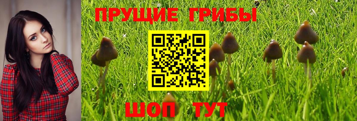 Камышин  Галлюциногенные грибы Psilocybe  Вход с VPN 